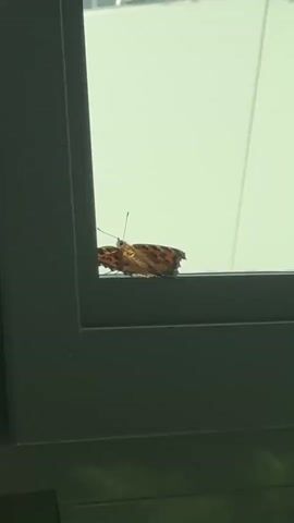A butterfly rests on the edge of a window frame. The butterfly has orange and brown wings with black markings. Its body is brown and slender. It is perched on a dark gray window frame, which appears to be made of metal. The background is a pale, out-of-focus rectangle, possibly another window or a wall. The lighting suggests it is daytime. The butterfly is the sole subject of the image.