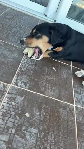 A black and tan dog with white paws lies on a tiled floor, chewing on a light-colored object. The dog is positioned in the lower right portion of the frame, facing left with its head turned towards the object. The tiled floor is dark brown with lighter grout lines forming a grid pattern. In the upper portion of the frame, a white structure, possibly a door or window frame, is visible. The lighting suggests it is daytime, with some shadows cast on the floor.