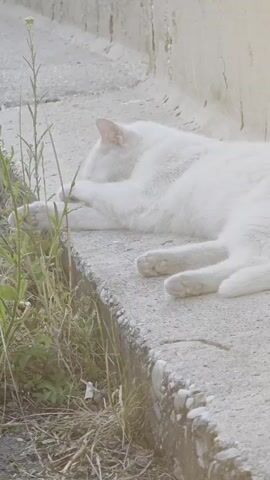 A white cat is lying down on a concrete ledge next to some dry grass and a wall. The cat is facing left and appears to be grooming itself or resting. The scene is outdoors, and the lighting suggests it might be daytime, possibly late afternoon or early evening due to the soft, warm light and gentle shadows. The cat looks relaxed and comfortable. The background shows a textured wall, possibly of stone or concrete, and a path or ground made of lighter concrete with some small stones visible along the edge of the ledge. The overall setting appears to be an urban or semi-urban environment in Holíč, Slovakia, with the cat finding a quiet spot to rest. There is no visible text in the media file.