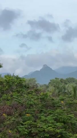 A vertical video shows a lush green landscape. In the foreground, dense foliage, predominantly green with some reddish-brown leaves, fills the lower half of the frame. Small yellow flowers are visible scattered throughout the plants. In the mid-ground, more trees and vegetation create a layered effect, leading the eye towards the background. Dominating the background is a majestic mountain with a distinctive, jagged peak. The sky above is a pale blue, partially obscured by soft, diffused clouds. The overall impression is one of natural beauty and tranquility.