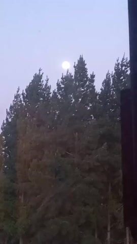 The video shows a nighttime scene with the full moon visible in the sky above a line of pine trees. The sky is a pale lavender or gray color. The tops of the tall, green pine trees fill the middle ground. To the right side of the view is a dark, vertical line that looks like a part of a structure like a window or building frame. In the audio, someone is speaking in Spanish about a location that was evacuated.