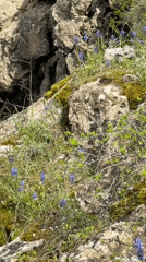 Spring wildflowers bloom on Russian hillside near Novo-Zubutli