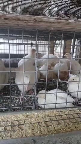 The video shows a close-up view of a wire cage containing several white quail chicks. The cage floor is covered with a mixture of small pebbles and feed. The chicks are huddled together, with some pecking at the feed and others standing or resting. The lighting suggests an indoor environment, possibly a farm or hatchery. The camera is positioned at eye level with the chicks, providing a clear view of their white plumage and delicate features. The overall impression is one of a domestic poultry setting with young birds.