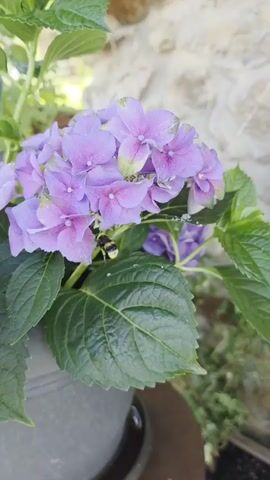 A close-up video shows a bumblebee crawling on a purple hydrangea flower. The flower is in a gray pot, with green leaves surrounding it. The background is blurred, showing a stone wall and greenery.