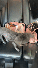 Early morning activity recorded at Vietnam pet shop