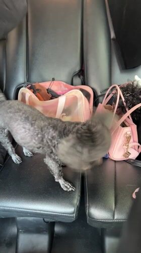 Early morning activity recorded at Vietnam pet shop