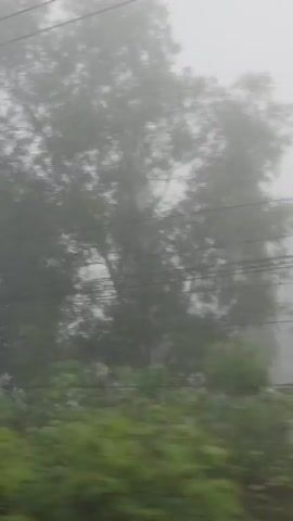The video shows a view from a moving vehicle, possibly a car or bus, on a foggy day. The visibility is poor, and the surroundings are obscured by thick fog. Trees, including what appears to be a palm tree and some tall evergreens, are visible along the roadside, though they are mostly shrouded in mist. There are also glimpses of buildings, including what looks like a small house or shed with a red tile roof. Power lines are strung across the sky. The camera angle is slightly upward, capturing more of the sky and power lines than the ground. The overall impression is one of limited visibility and damp, foggy conditions.