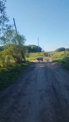 A cow stands on a dirt road in a rural landscape under a clear blue sky. The road curves uphill into the distance, flanked by green grassy fields and trees. A utility pole with wires stands to the left of the road. The cow is light-colored with darker patches and faces away from the camera, looking up the road. The scene appears to be filmed from a moving perspective, possibly from a vehicle or while walking.
