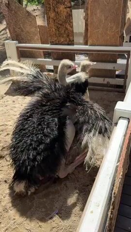 Two ostriches are visible in an outdoor enclosure. The larger ostrich in the foreground is black and white and is bent over, appearing to be in distress. The second ostrich, smaller and lighter in color, is behind the first and appears to be interacting with it. The ground of the enclosure is sandy with some dirt and a small piece of purple plastic. A white fence runs along the bottom and right side of the frame, and wooden panels are visible in the background. The lighting suggests it is daytime.