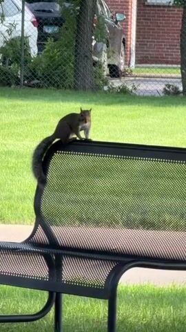 A squirrel is perched on the back of a black metal park bench. The squirrel is facing the camera and is mostly gray with a bushy tail. Behind the bench is a green lawn with a paved path. Further in the background, a black car is parked and a chain-link fence is visible. The video is shot in daylight.