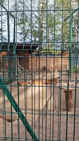 The video shows a fenced enclosure with three bush dogs inside. The dogs are reddish-brown in color and appear to be resting or lounging on the sandy ground. In the background of the enclosure, there is a small wooden structure that looks like a shelter, as well as a wooden platform with some food items on it. The fence is made of green metal bars and surrounds the entire enclosure. Beyond the fence, trees can be seen, indicating the enclosure is likely in a wooded area or zoo setting.
