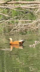 Duck family spotted during morning walk in Moscow park