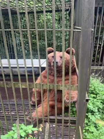 A brown bear is sitting in a cage made of metal bars. The bear is looking directly at the camera with a somewhat sad or tired expression. Its fur is thick and appears to be shedding slightly. Behind the bear, parts of a white tub or trough are visible, along with greenery and trees in the background. The ground inside the cage appears to be a slatted metal platform. The camera angle is from slightly below the bear, looking up at it through the cage bars. The video is very short, showing only the bear in its enclosure.