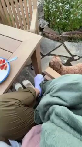 The video shows a person relaxing outdoors in a garden. The person is sitting on a wooden chair, covered with a green blanket and a pink object. They are wearing khaki-colored pants, white socks, and off-white shoes. Beside them, on the ground, is a small, brown dog.

A wooden table is in front of the person, holding a partially eaten plate of food with a fork, a vase of yellow roses, and a pink laptop. The background includes a green lawn, trees, and a partial view of the ocean under a cloudy sky. The garden features stone elements and wooden furniture.