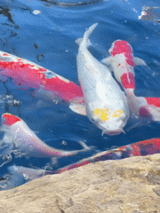 Koi pond and temple surroundings in Kuta Selatan, Bali