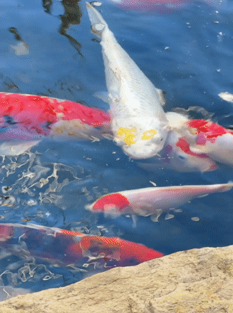 Koi pond and temple surroundings in Kuta Selatan, Bali