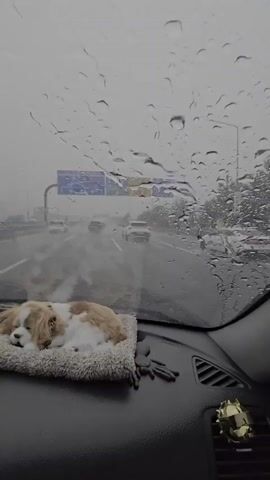 The video shows a view from inside a car driving on a highway during a rainstorm. Raindrops are visible on the windshield. In the foreground, a stuffed dog toy is resting on the dashboard. The highway is wet and traffic is visible in the distance. Overhead signs are also visible through the rain. The overall mood is overcast and gloomy due to the weather.