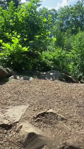 The video shows a brown bear walking through a wooded area. The bear is dark brown and appears to be an adult. The ground is covered in wood chips and rocks. There are trees and bushes in the background. The sun is shining and the sky is blue.