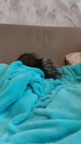 The video shows a porcupine peeking out from under a bright blue blanket on a sofa. The porcupine is black and gray with white quills visible on its back. Its face is small and dark with a tiny eye and pointed nose. The porcupine is partially hidden, with its head emerging from the folds of the soft, fuzzy blanket. The background is a blurred, textured surface, likely the back of the sofa, which is a neutral brown color. The lighting appears to be indoor, suggesting daytime, though no windows or external light sources are visible. The overall impression is one of coziness and curiosity as the porcupine cautiously observes its surroundings. There is no visible text in the video.