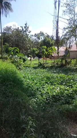 The video shows a low-angle view of a lush green field. In the foreground, tall grass and other vegetation grow, creating a dense border on the left side of the frame. The majority of the frame is dominated by a field of smaller green plants with heart-shaped leaves, likely a crop such as sweet potatoes or a similar vine. In the background, several trees of varying heights and densities are visible, with some appearing to be palm trees. A tall, slender telecommunications tower stands prominently against the bright, partly cloudy sky. Behind the field and trees, parts of simple wooden structures, possibly houses or sheds, can be seen, suggesting a rural or semi-rural setting. The scene is illuminated by natural daylight.