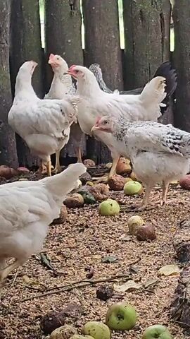 The video shows several chickens in an outdoor enclosure. The chickens are mostly white with some black or grey markings. They are standing on a ground covered with feed and fallen apples. The enclosure appears to be made of wooden posts. Some of the apples are green and some are brown. The chickens are milling about and some are pecking at the ground. The overall scene is one of a typical chicken coop environment.