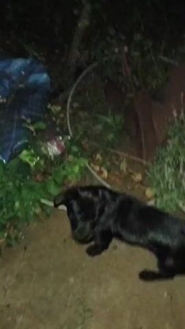 The video shows a blurry outdoor scene at night. A gray and black tabby cat is climbing a tree. The cat is positioned on a branch, looking down and to its left. The tree has a rough, textured bark and several branches, some with leaves. In the background, there are dark, out-of-focus shapes, possibly foliage or structures. There is a glimpse of blue and white in the lower left portion of the frame.