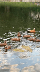 Ruddy Shelducks and city life at a Moscow park