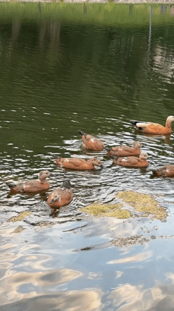 Ruddy Shelducks and city life at a Moscow park