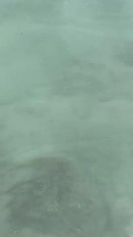 An overhead view captures a clear, shallow body of water with a light greenish-blue tint. The bottom is visible, showing areas of darker patches, possibly rocks or vegetation, and lighter sandy sections. Small fish are observable swimming in various directions. A long, slender, light-colored fish, possibly an eel, swims from the lower-left portion of the frame towards the right, creating a distinct ripple on the water's surface as it glides.