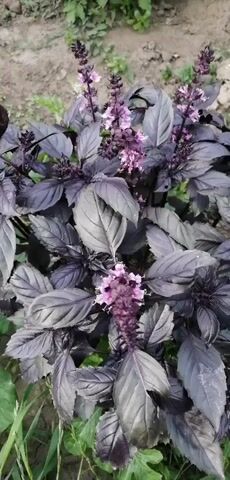 The video shows a close-up view of a dark purple basil plant with pink flowers. The plant is in a garden setting, with soil and greenery visible in the background. The camera slowly pans around the plant, highlighting its leaves and flowers. The lighting is natural and the focus is sharp, allowing for a detailed view of the plant's texture and coloration. There are no people or animals present in the video. The video appears to be a simple botanical observation or a decorative showcase of the plant.