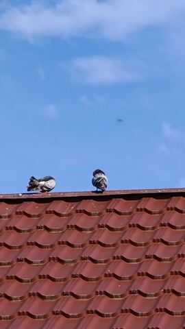 Two pigeons are perched on a red tile roof. The pigeon on the left is facing left and preening its wing. The pigeon on the right is facing away from the camera and appears to be hunched over. The sky is blue with scattered white clouds.