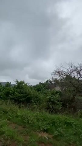 The video shows a lush, green landscape under a grey, overcast sky. The foreground consists of grass and dense foliage. Behind the greenery, a hill covered with trees rises to meet the sky.  The camera appears to be moving along a road at a low angle, capturing the passing scenery. The wind noise is very noticeable.