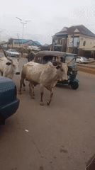 Cattle herded through residential streets in coordinated movement