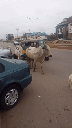 Cattle herded through residential streets in coordinated movement