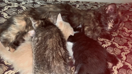Tortoiseshell cat nurses four kittens on bed in Morocco