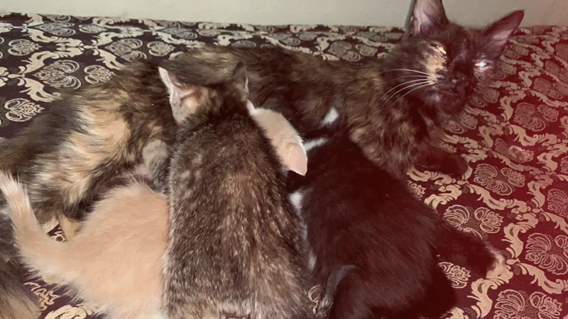 Tortoiseshell cat nurses four kittens on bed in Morocco