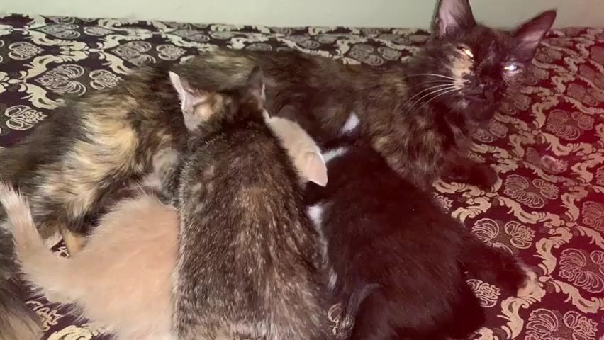 The video shows a tortoiseshell cat lying on a bed with a patterned coverlet, surrounded by four kittens of different colors. The kittens are clustered around the cat, appearing to nurse. The cat is mostly still, with eyes partially closed. The kittens are actively moving and interacting with the cat. The coverlet has a dark background with a gold pattern. The lighting in the video appears to be dim, giving the scene a warm tone.