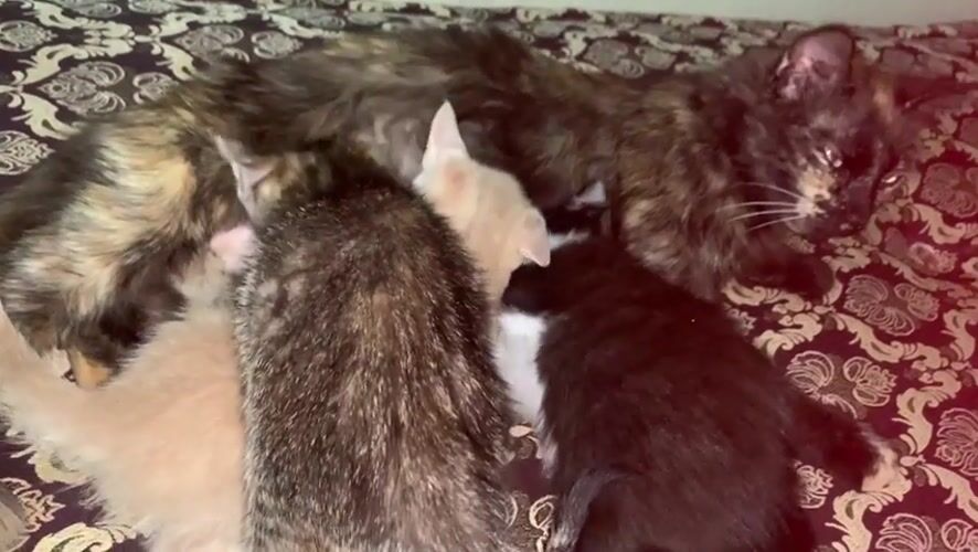 Tortoiseshell cat nurses four kittens on bed in Morocco