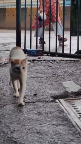 A white cat with orange markings on its head walks across a damp, rough-textured ground. The cat is in the foreground, moving towards the viewer. Behind the cat, a metal fence or railing is visible, with a few blurry figures of people walking behind it. The ground appears to be outdoors, with some debris scattered around, including a white plastic bag and some red and blue objects that resemble cigarette packs. A metal grate is visible in the lower right corner of the frame. The lighting suggests it might be overcast or evening.