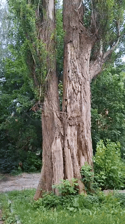 Strolling a Kaliningrad park: sculptures, paths, and summer blooms