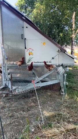 The media file shows three chickens standing on metal steps leading up to a mobile chicken coop. The coop is white with a corrugated metal side and a brown roof. There is a cartoon drawing of a chicken face and a sun on the side of the coop, along with the text "huehnermobil.de". The chickens are various shades of brown and red, and they appear to be healthy. The steps are angled, and there is a green net below them. In the background, there are trees and foliage, suggesting an outdoor setting. The lighting indicates it is daytime, possibly late afternoon due to the warm tones. The overall scene is peaceful and rural, with the chickens seemingly enjoying their environment. There are no people visible in the media.
