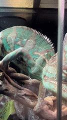 Veiled chameleon observed in Moscow terrarium during morning hours