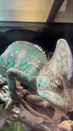 Veiled chameleon observed in Moscow terrarium during morning hours