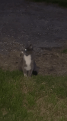 Nighttime cat sighting documented under crescent moon in Plovdiv