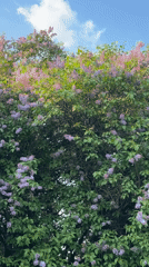 Lilac bush blooms in Moscow under clear skies