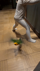 Colorful parrot interacts with child indoors