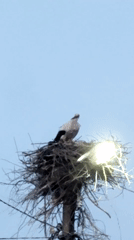 Stork observed nesting on utility pole amid artificial lighting