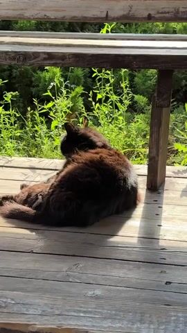 A long-haired, dark brown cat lies on a wooden deck, grooming itself in a patch of sunlight. The cat is positioned under a wooden bench or table, with lush green foliage visible in the background. The scene is lit by natural sunlight, casting shadows on the deck and the cat's fur.
