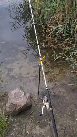 The video shows a fishing rod set up on a riverbank, with the rod supported by a yellow and black fishing rod holder. The river is calm with visible reeds along the bank and in the water. A large rock is present near the water's edge. The camera pans slowly to the right, revealing more of the river and the trees lining the opposite bank. The sky appears overcast. No people are visible in the video.