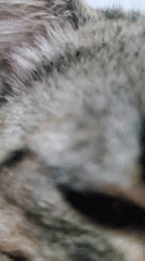 Tabby cat documented in domestic setting in Curitiba, Brazil